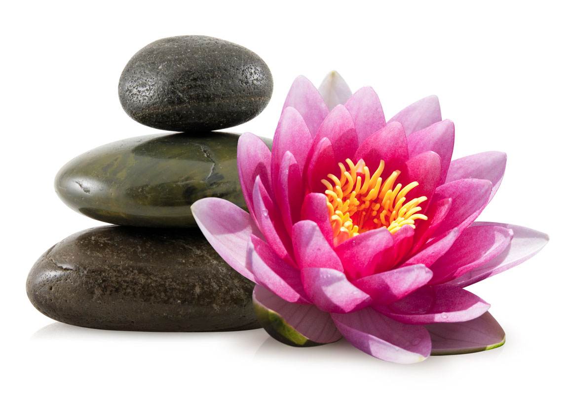 The Lotus Flower and Acupuncture » Jean Donati Acupuncture