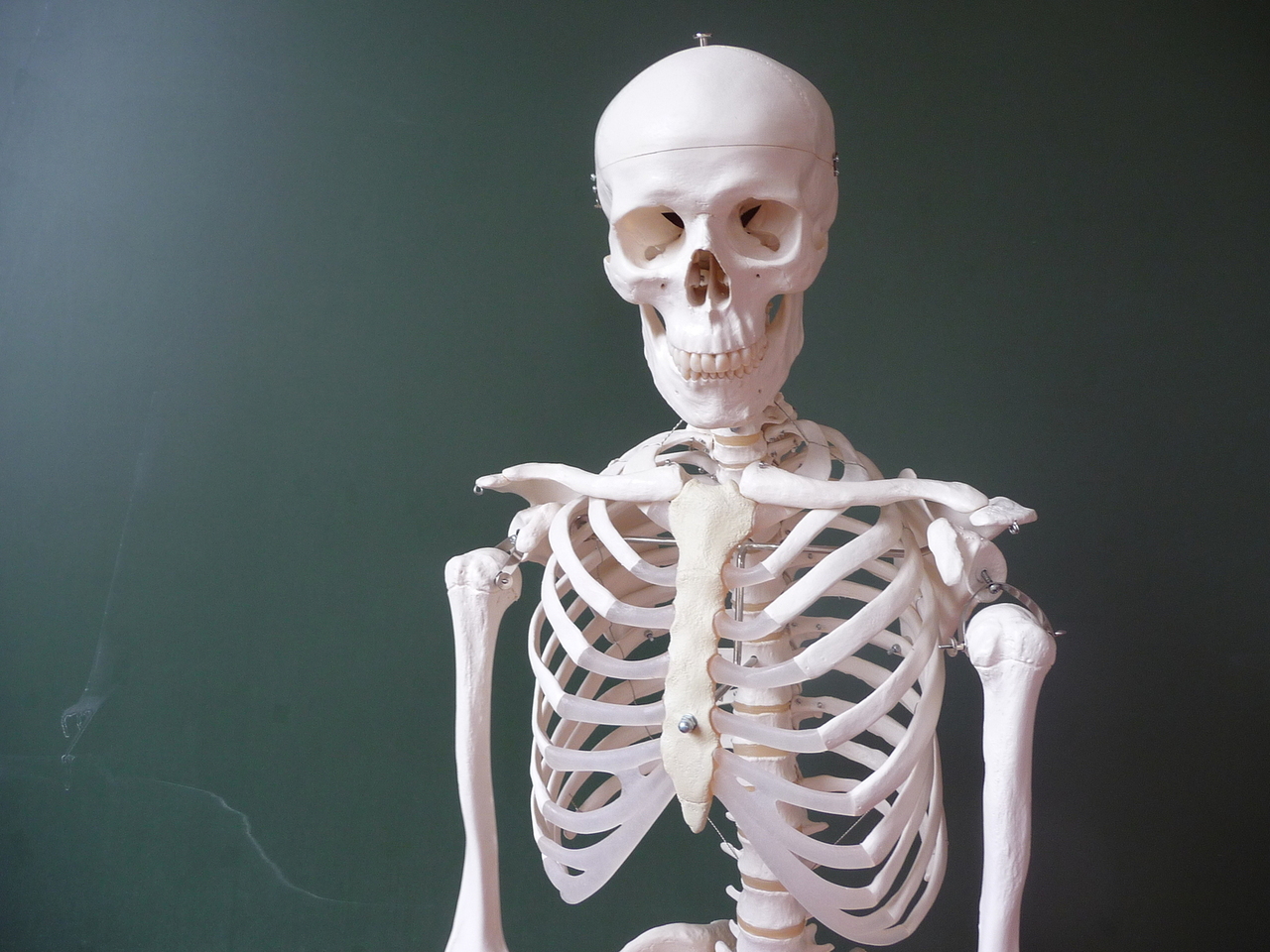 Skeleton and osteoporosis